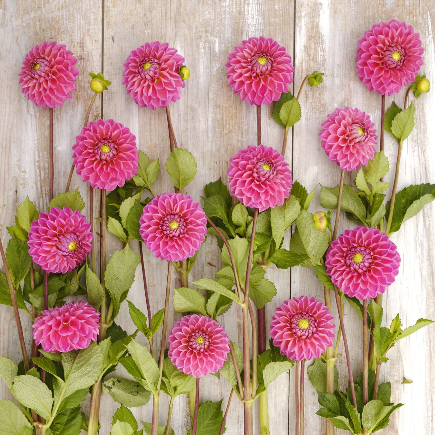 Dahlia 'Dikara Superb'